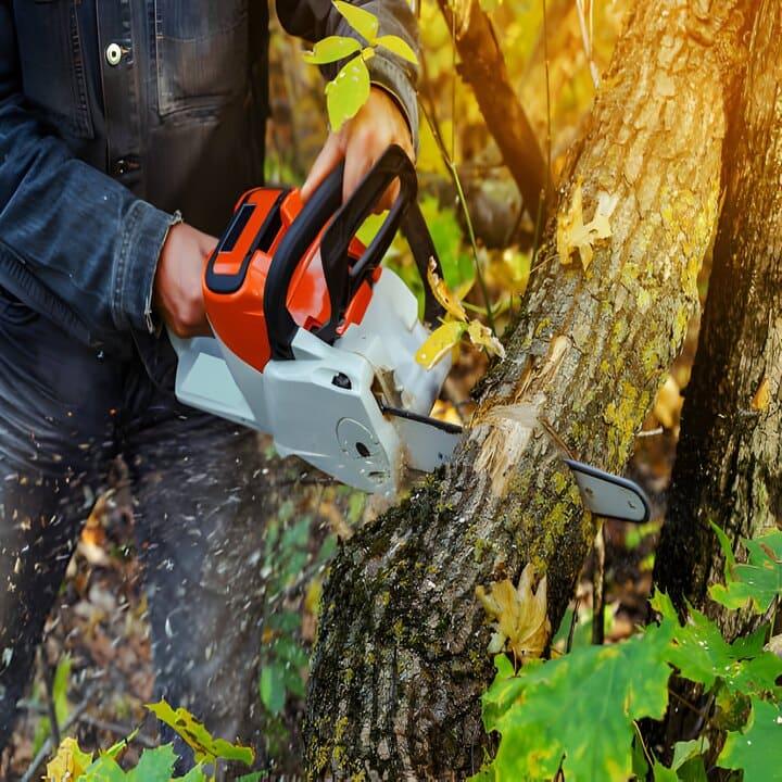 Platinum Tree Service Madison Heights — photo
